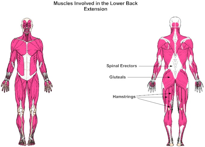 Muscles Involved in the Lower Back Extension